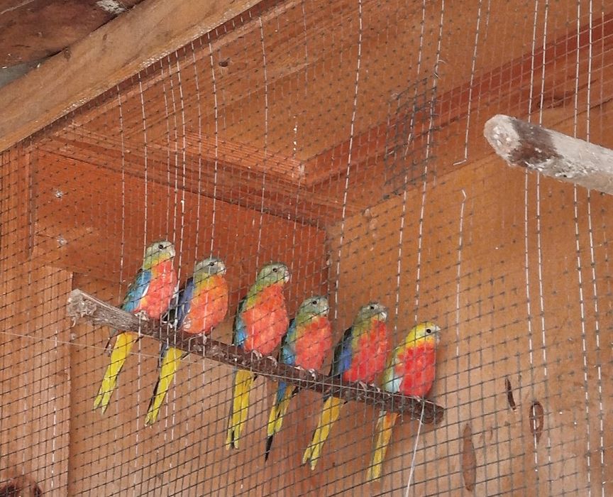 Pássaros para venda
