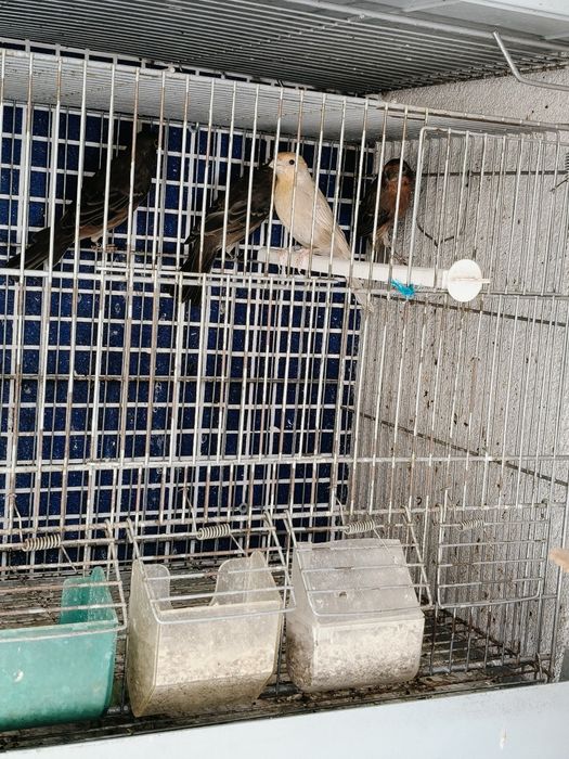 Carpodacus mexicano