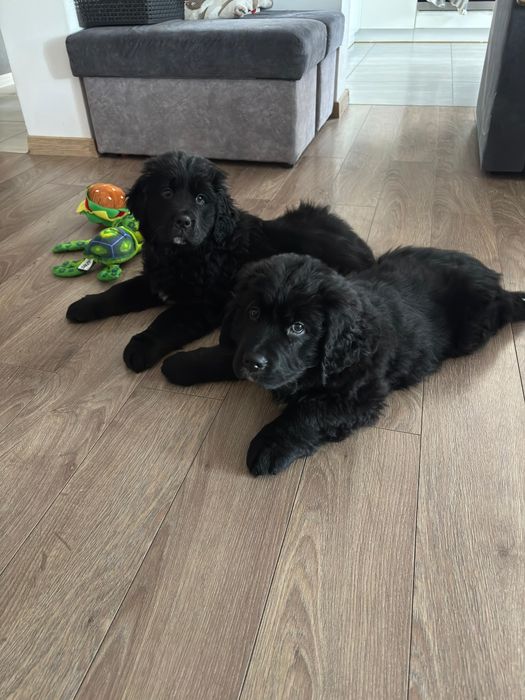 Golden Mountain Dog Piesek 9Tygodni !Golden Retriever +Berneński Pies