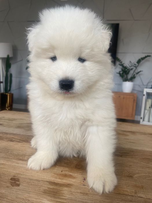 Samoyed szczeniak piesek gotowy do odbioru