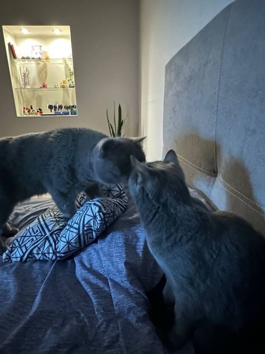 Шотландці лишилась 1 дівчинка лиш