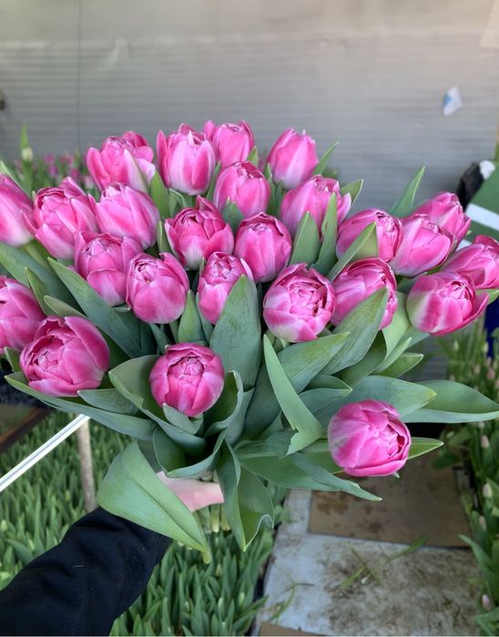 Опт зріз тюльпана, тюльпан 14 лютого та 8 березня