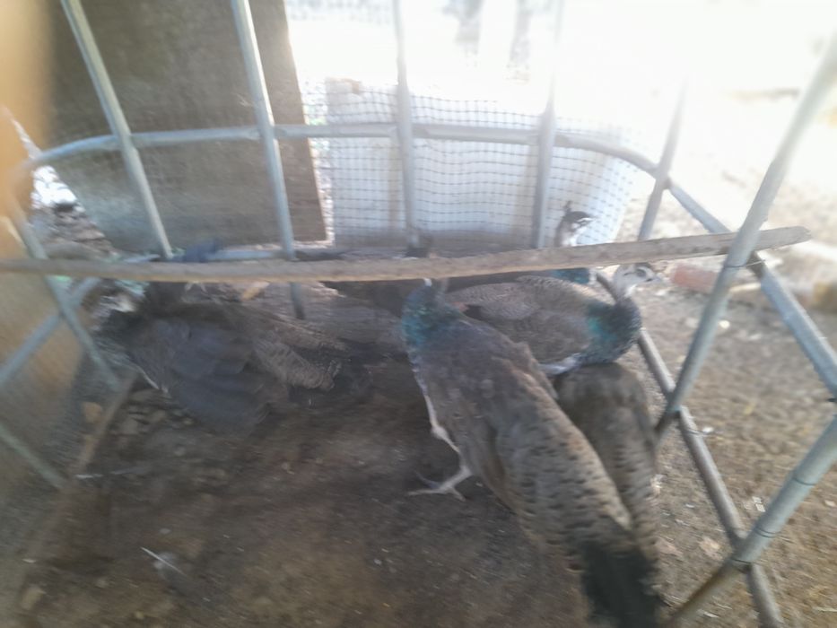 Vendo pavões brancos e reais