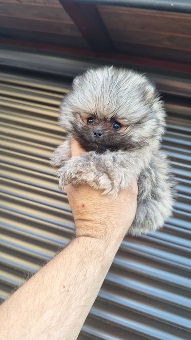 Szpic miniaturowy Pomeranian