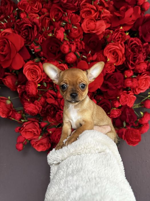 Шикарна ізабеллова міні крихітка чіхуахуа найкращий подарунок