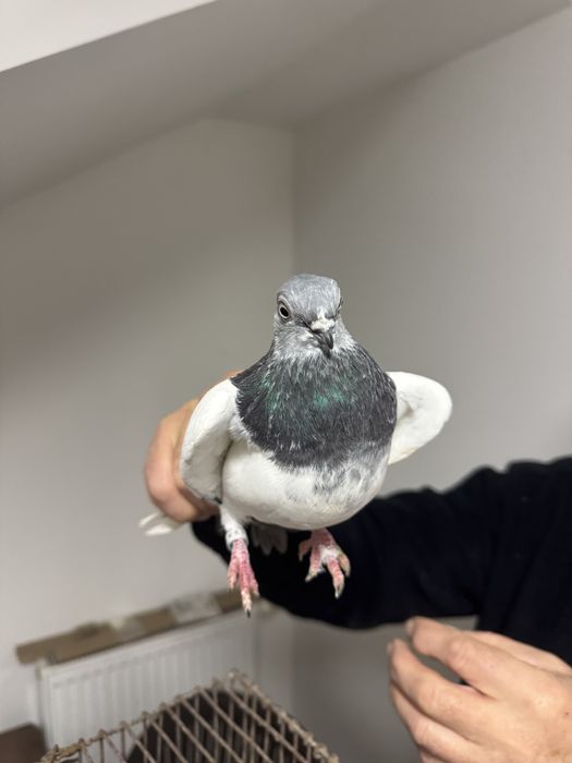 Budapeszty Konczate Gołąb Gołębie Ostatnia Samica