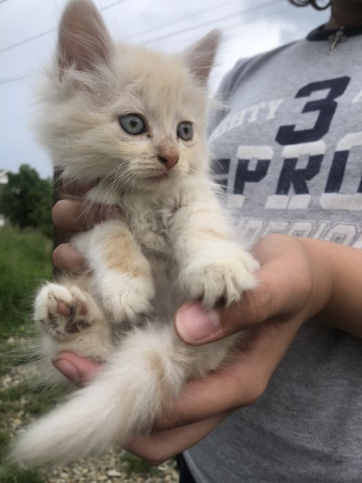 Кошенята/ котики вірні друзі 6 тижнів
