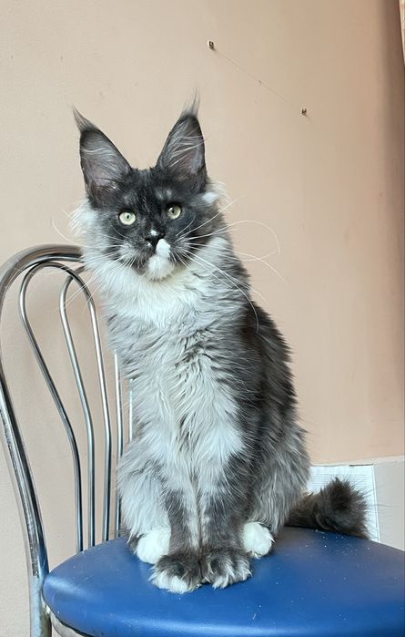 Дівчинка черний дим.
