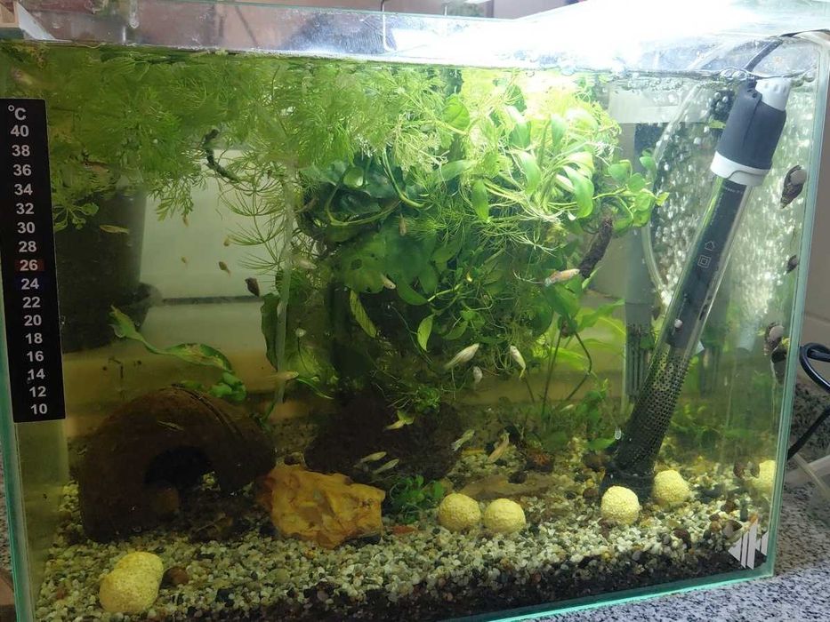 Aquario semi novo e filtro externo cascata