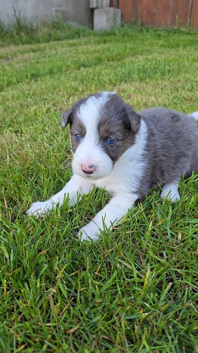 Border Collie blue merle
