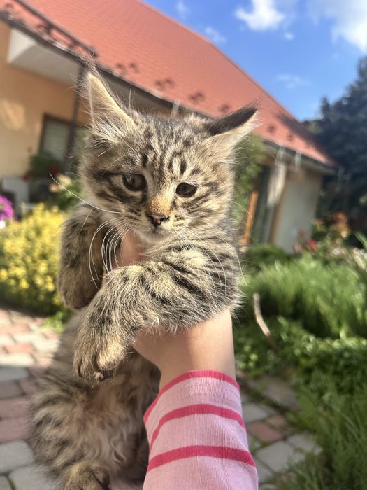 кошенята слухняні
