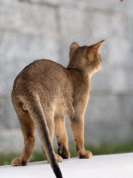 Шикарний хлопчик чекає на люблячу родину