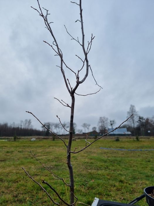 Grab pospolity 3l doniczka