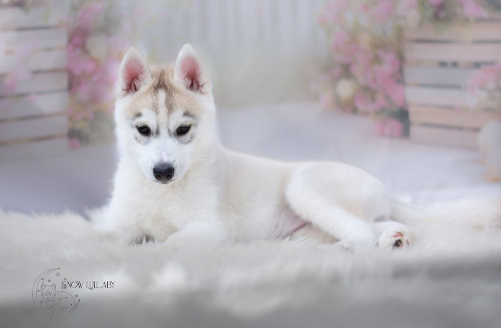 Szczenię Siberian Husky z rodowodem
