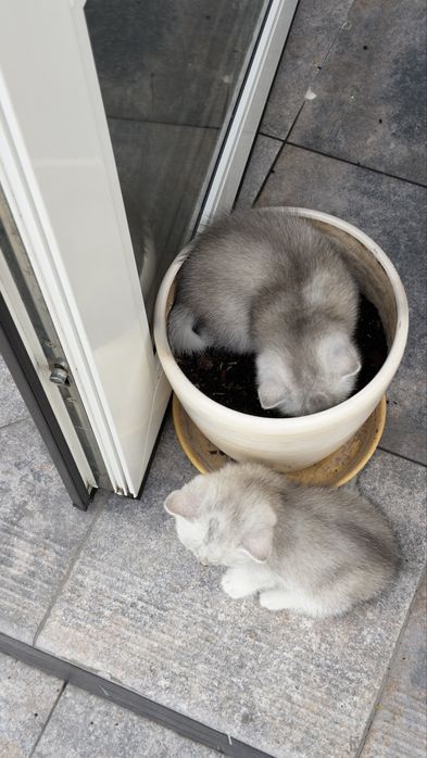 Котенята срібна шиншила/ британське кошиня / коти