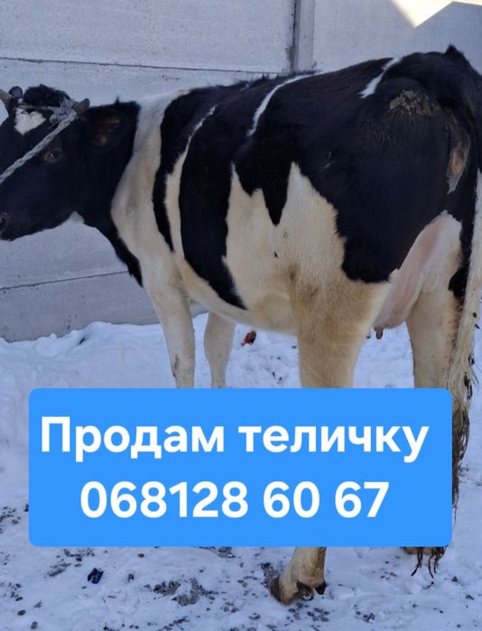 Продам теличку в лютому срок