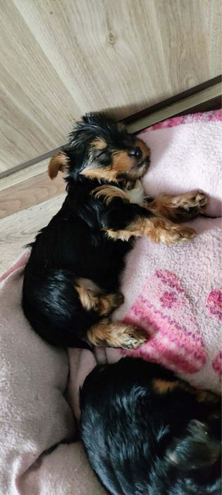 Sprzedam  śliczne yorki