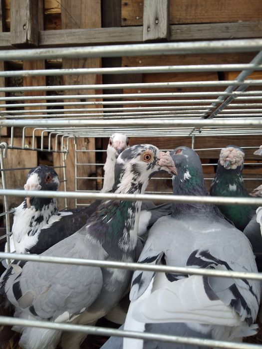 Gołębie Staropolskie