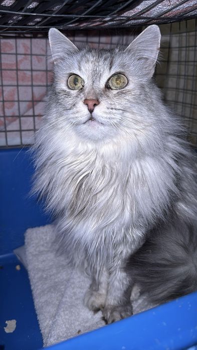 Молода кішечка в хороші руки