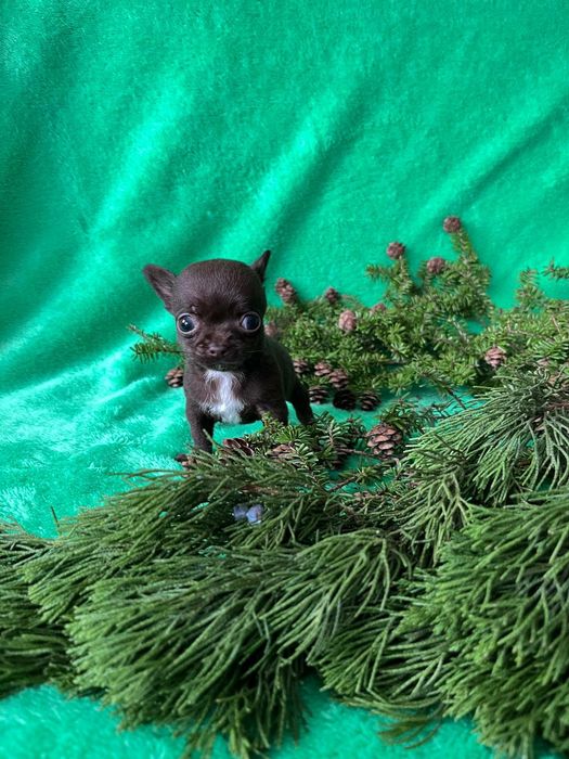 Мальчишка чихуахуа