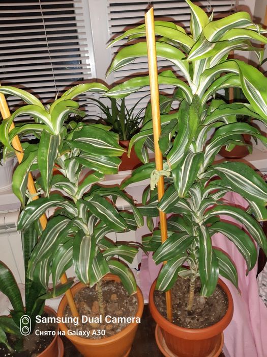 Дроцена ,,лимон лайм,,прикрашає дім або офіс