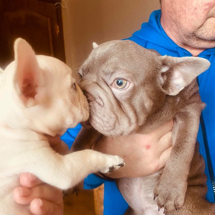 Щенки французского бульдога