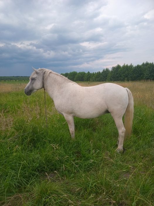 Продам кобилу 8 років