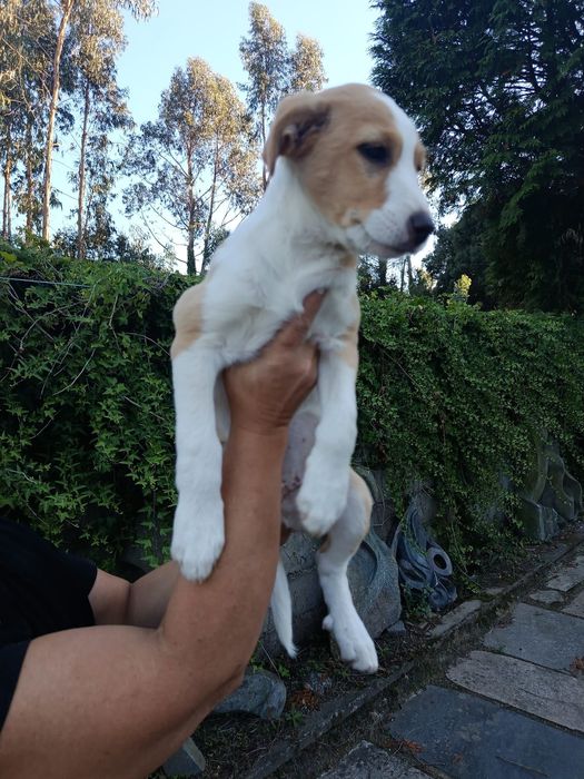 Cães bebés para adoção responsável