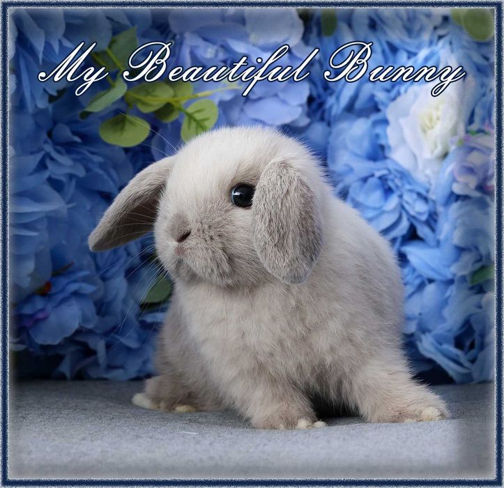 Piękny Króliczek Mini Lop - Sallander