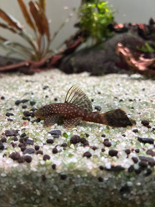 Peixe ancistrus juvenis