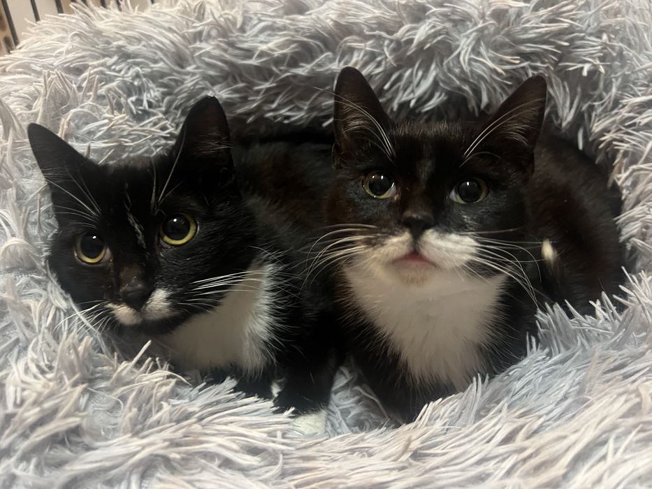 Siostry Coco i Chanel 8-miesiecy do adopcji