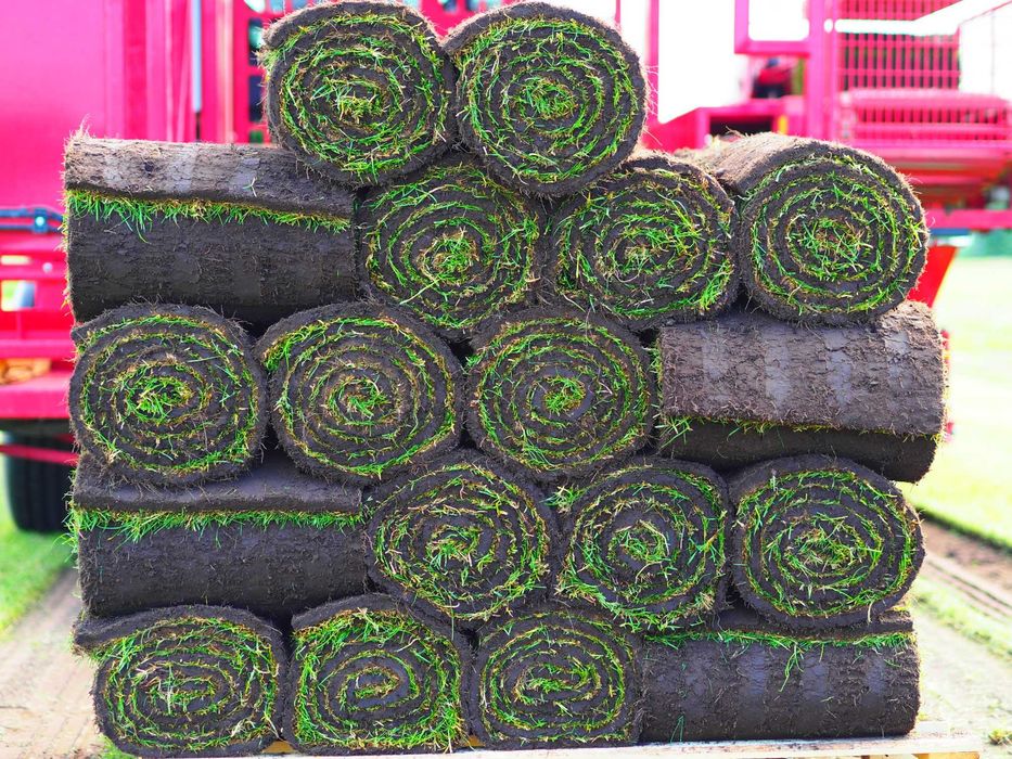 Trawniki z rolki Green Grass/Plantacja/Producent/Najlepsza Jakość!