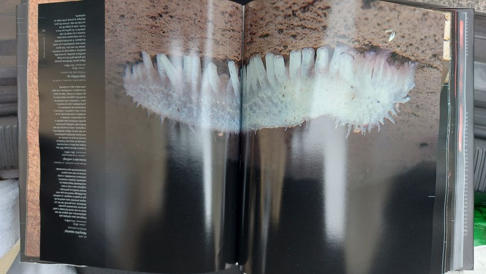 Criaturas do Abismo de Claire Nouvian