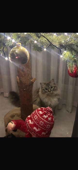 Kot Ragdoll (1 rok)+kuweta+drapak