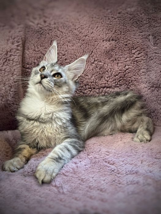 Maine coon srebrny kocurek