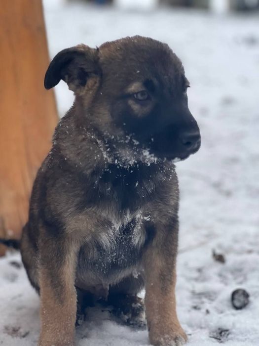 Щенкам нужен дом