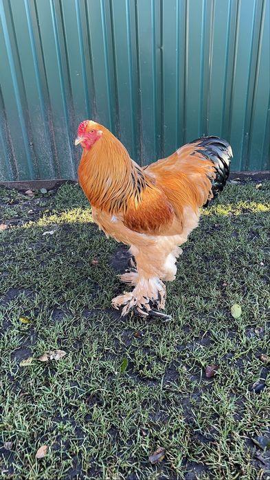 Кури Півні  палевої та темної  брами