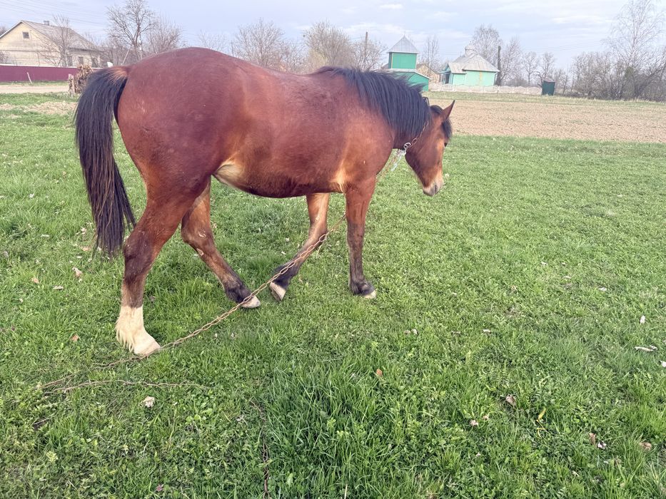 Лошиця 11 місяців