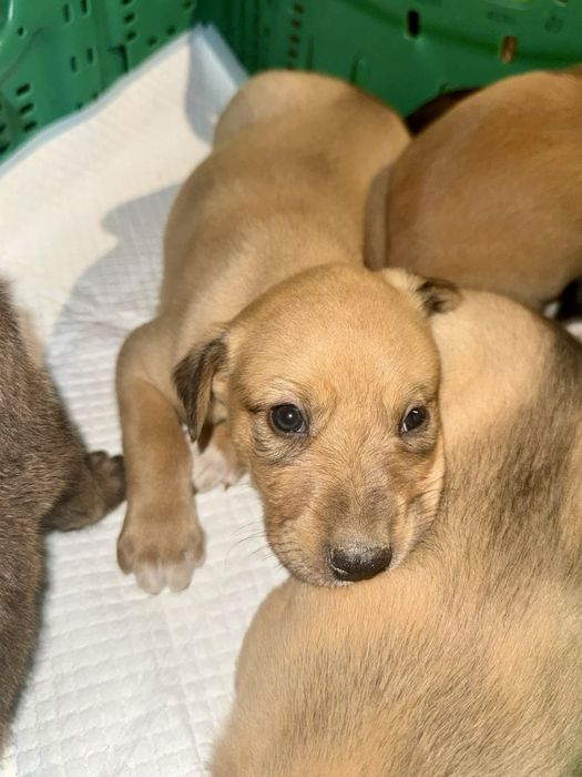 Cãezinhos bebés para adoção responsável