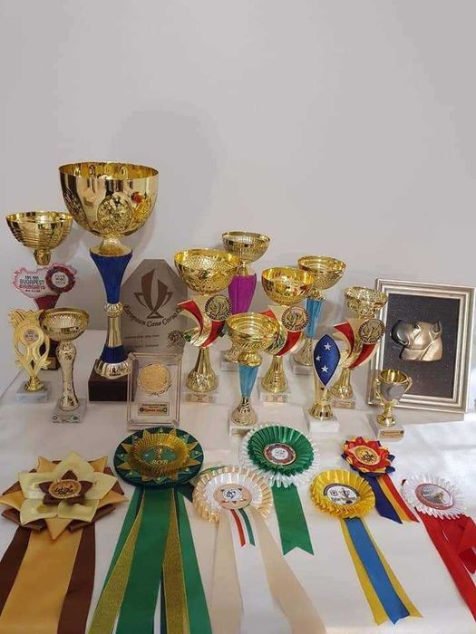 Кобель итальянского кане корсо доступен для вязок