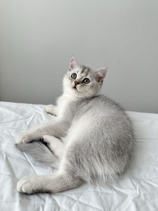 Кошенята шотландські короткошерсті