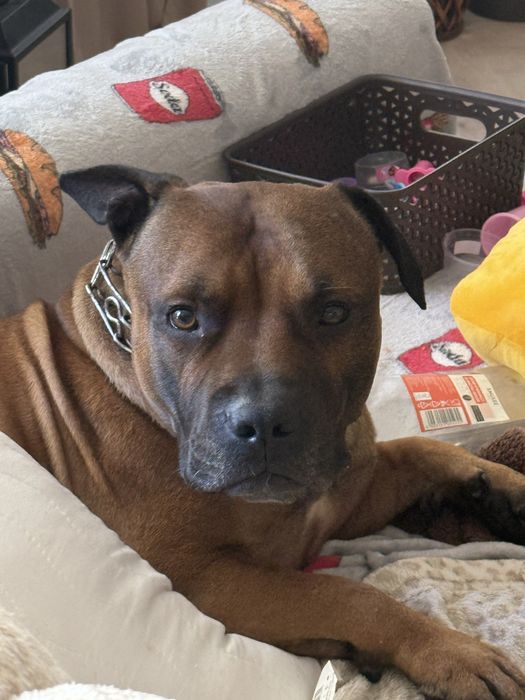 Amstaff pies - Oddam psa za darmo