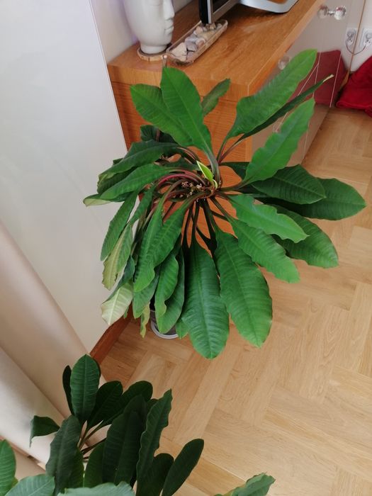 Wilczomlecz białounerwiony duży 90 cm Madagaskar