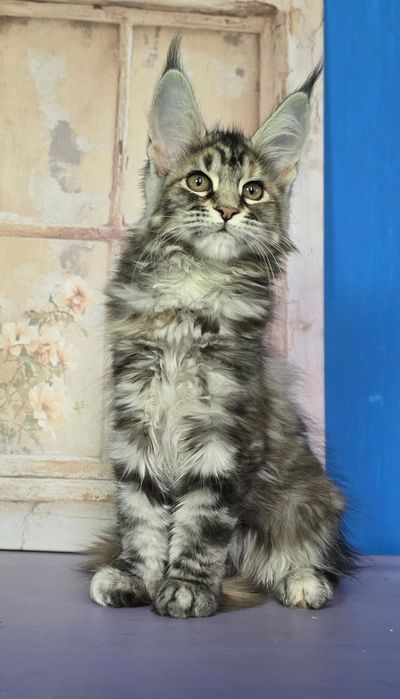 Мейн Кун дівчатка