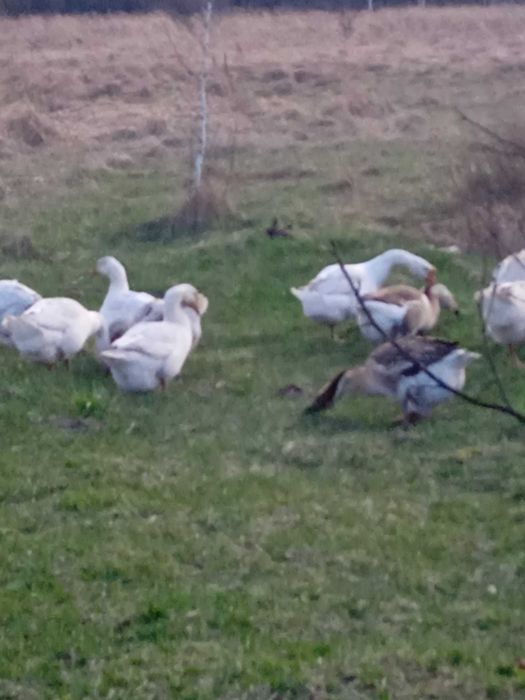 Продам Гусей річних несуться