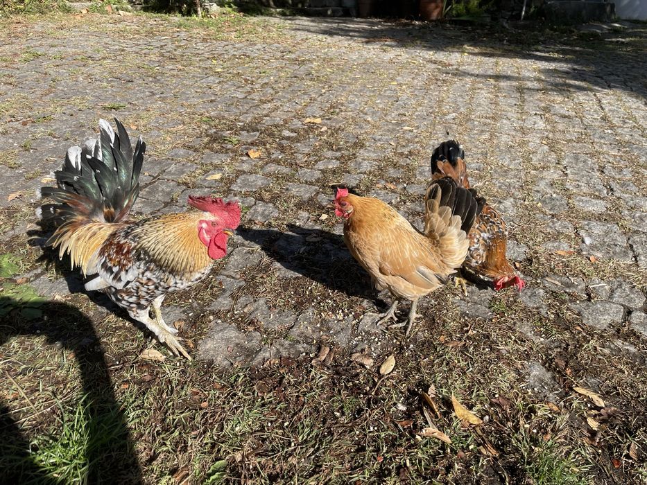 Galo e frango garnizes