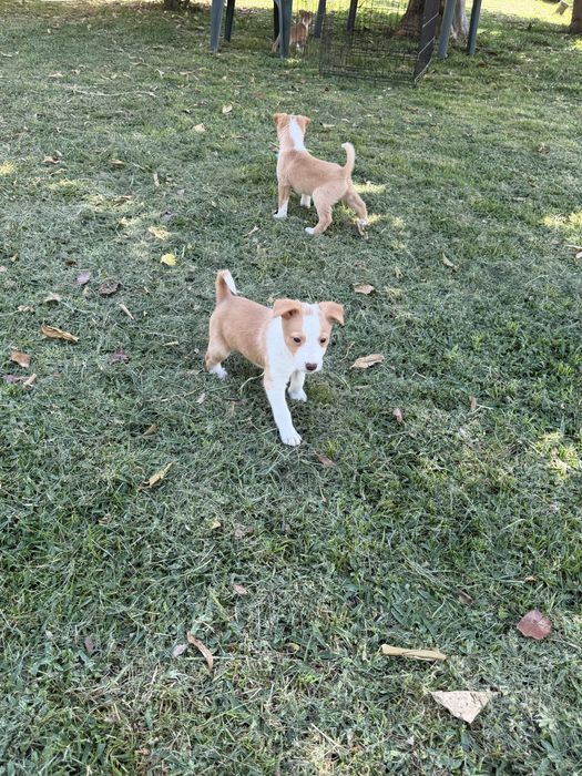 Cachorros podengo para adoçao