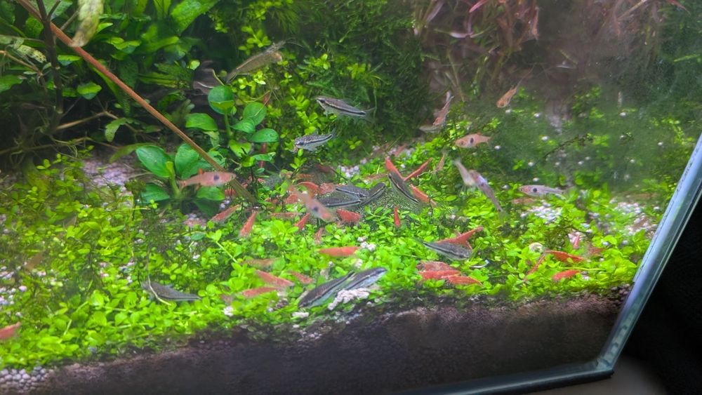 Camarões neocaridina red cherry