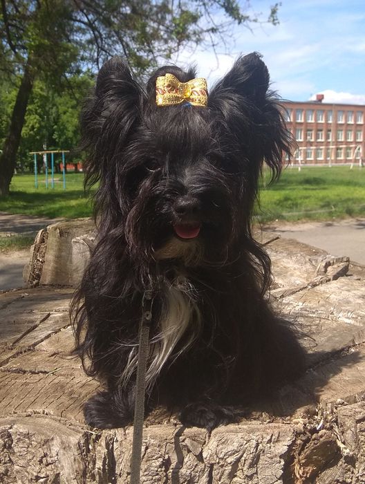 Вязка чёрный йорк