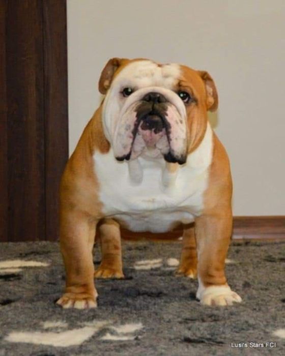 Buldog angielski suczka z rodowodem ZKwP (FCI)